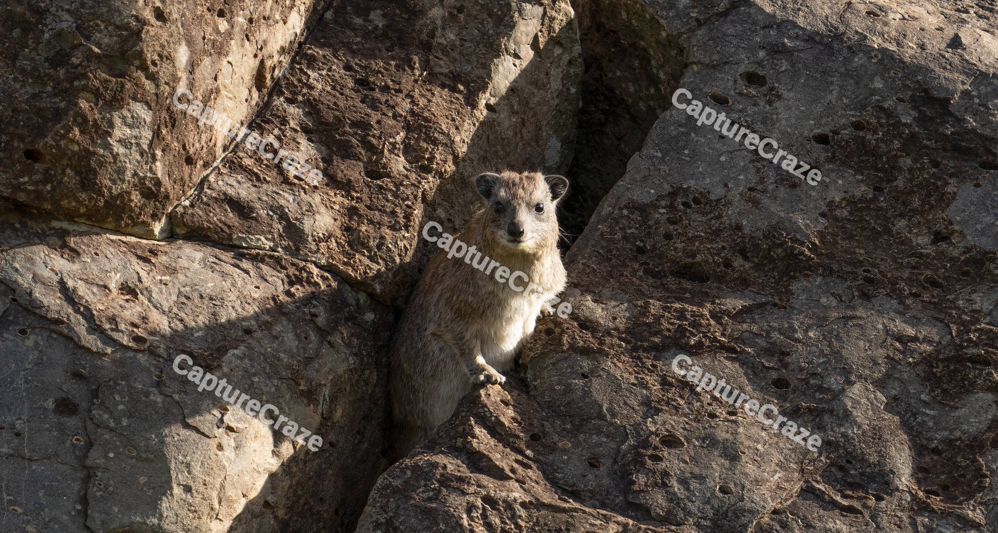 Rock hyrax sitting on a rock